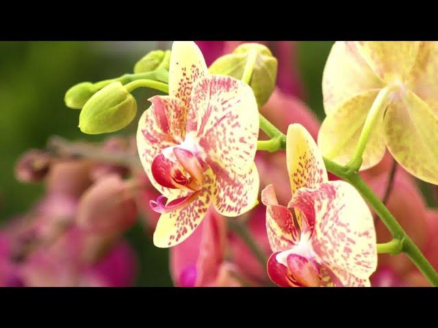 Westerlay Orchids fundraiser will help Carpinteria schools