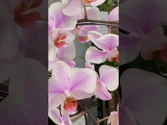 Phal. Amsterdam біло-рожева красунямагазин Exotic Flora на каналі @Liudmylaorchids_UA