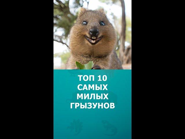 Топ 10 самых милых грызунов #шортс #грызуны #домашниеживотные #интересное #топ10 #shorts #комарик