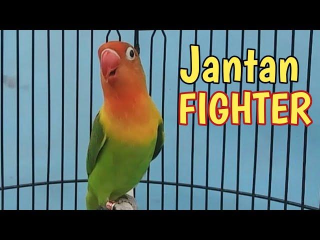 pancingan perangsang LABET cepat gacor RAJIN NGEKEK | LOVEBIRD JANTAN FIGHTER