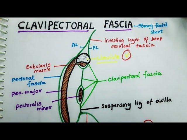 Clavipectoral fascia anatomy - Extension , attachments , structures piercing