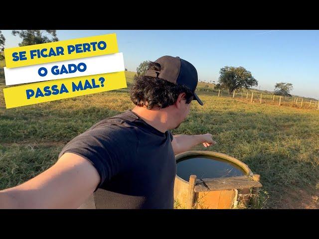 Proteinado pode ficar ao lado do tanque de agua? O Gado passa mal?