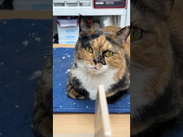 오늘 좀 예뿐데,,? #tortiecats #cat #고양이 #카오스냥 #고양이일상