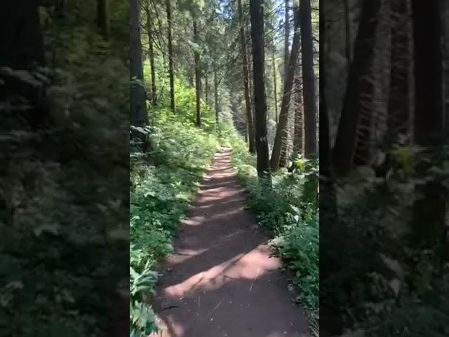 Roaming In The Jungle | Relaxing Video | #forest #shortsviral #relaxation