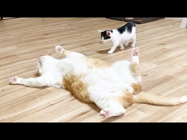 倒れている先住猫に気づいた子猫の行動