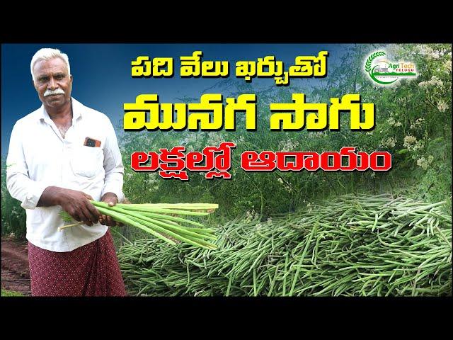 మునగ సాగుతో అధిక లాభాలు | How to Cultivate Drumstick | Moringa Farming | AgriTech Telugu