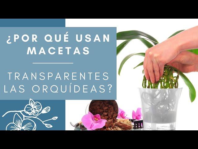 ¿POR QUE USAN MACETAS TRANSPARENTES LAS ORQUÍDEAS?