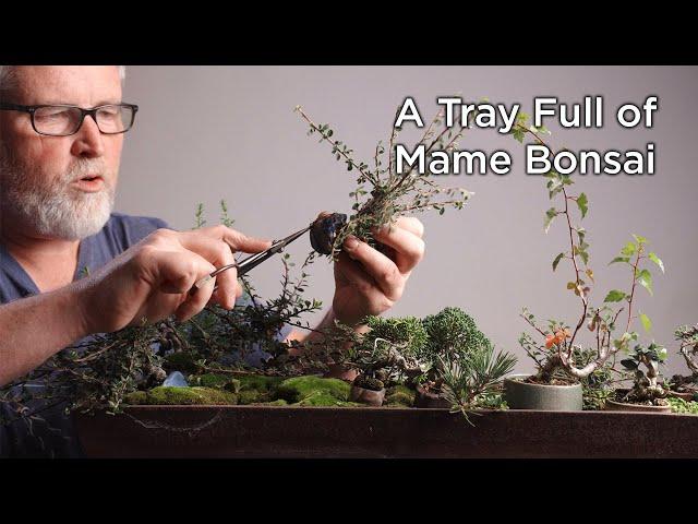 Bonsaify | Trimming a Tray of TINY Mame Bonsai