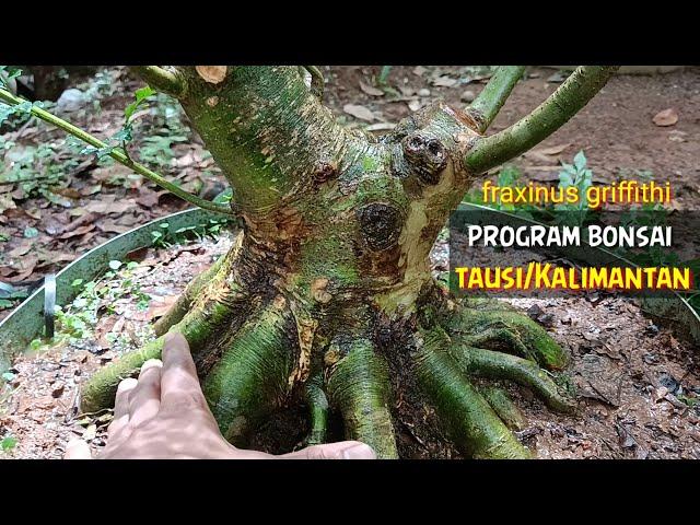 BONSAI PROGRAM TAUSI / KALIMANTAN (fraxinus griffithi)