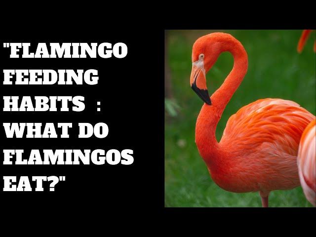 Flamingo Feeding Habits  What Do Flamingos Eat