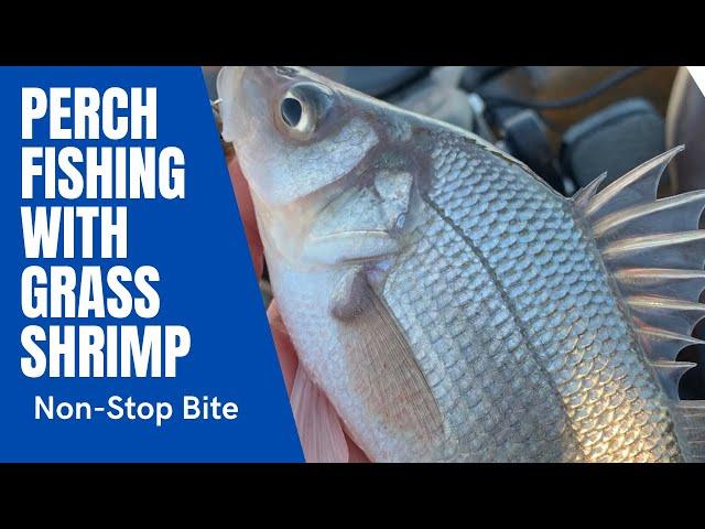 Perch Fishing with Grass Shrimp