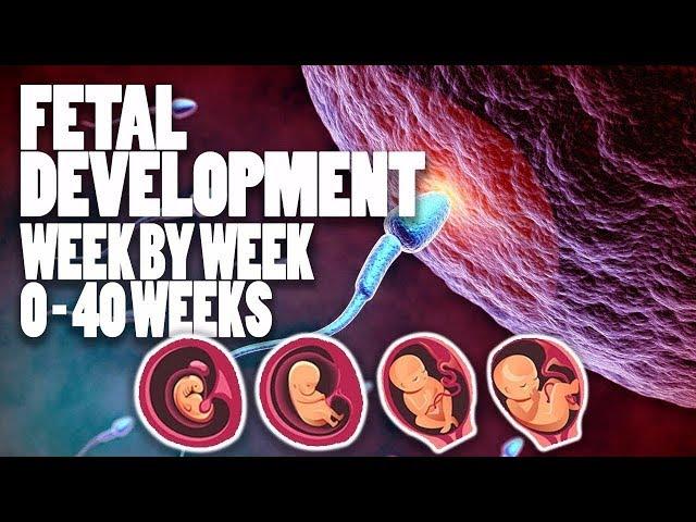 Fetal Development Week by Week (1-40) Complete - 3D Animation