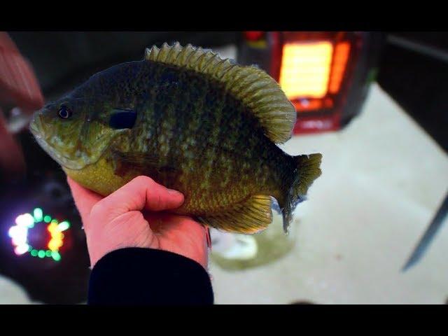 ICE FISHING PONDS FOR BIG GILLS - MINNESOTA