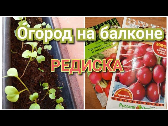 Огород на балконе.Апрель/ Растёт редиска/ женщина за 45/ Olga.Ру