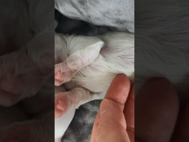  Maltese puppies paws 