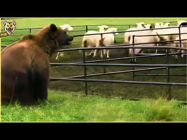 The Himalayan Bears Are Out of Control