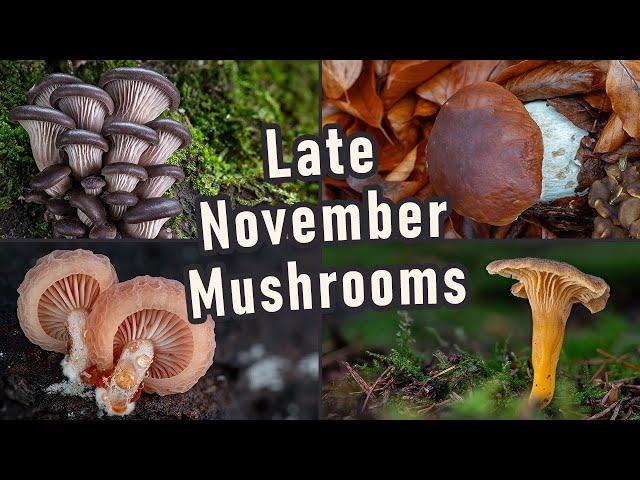 Mushroom Foraging - November 2023 - Oyster Mushroom | Wrinkled peach | Boletus edulis | Photography