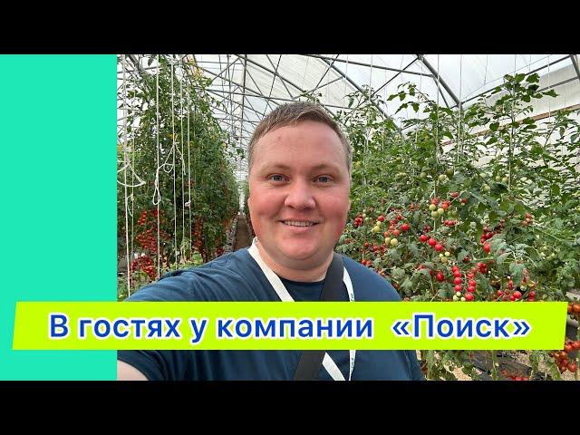 Супер томаты! Обзор, сложно сделать выбор!