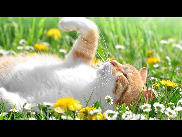 Soothing music for cats who are alone at home: music to relieve stress and anxiety for cats, musi...