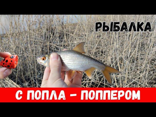 Рыбалка с попла-поппером! Как наловить много рыбы на ПОПЛА-ПОППЕР?