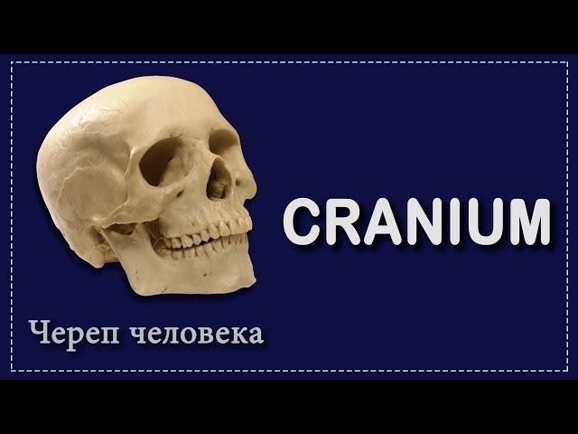 СТРОЕНИЕ ЧЕРЕПА | CRANIUM | АНАТОМИЯ ДЛЯ СТУДЕНТОВ - МЕДИКОВ | ПЕРВОКУРСНИКОВ