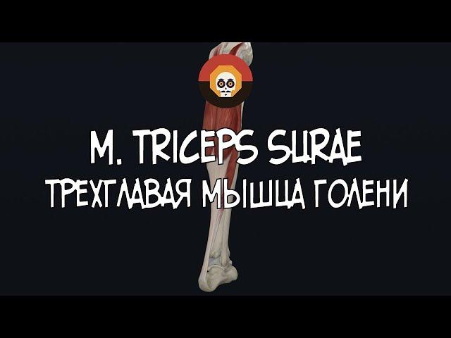 Трехглавая мышца голени (m. triceps surae) 3D Анатомия