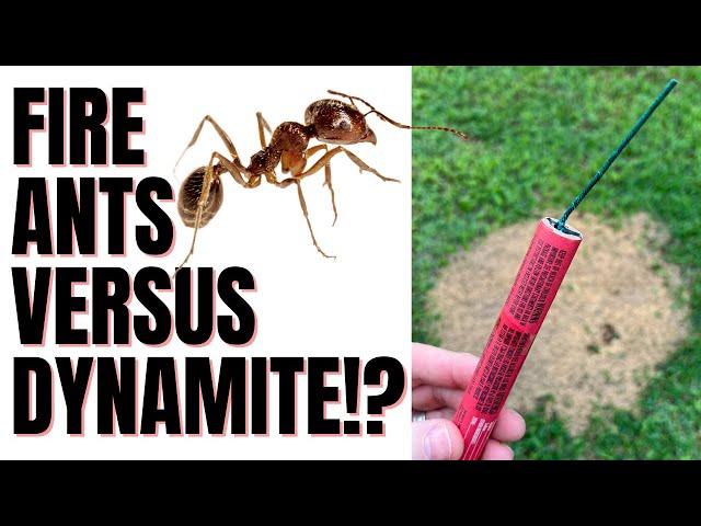 Fire Ants VS Flame Thrower | Acid | Toxic Gas (3 Unconventional Methods)