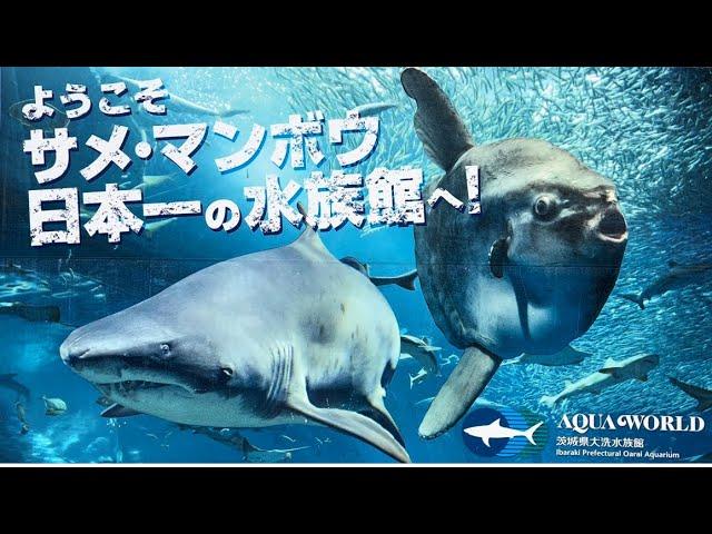 Find out this amazing fish at Oarai Aquarium Ibaraki