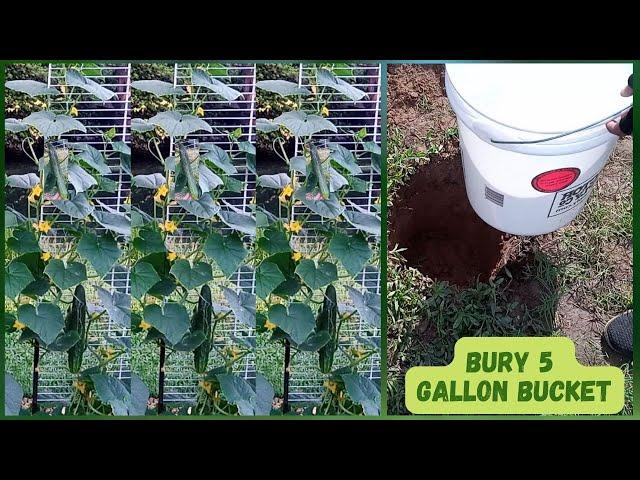 This is How I Grow Hydroponic Cucumber In 5 Gallon Bucket | DIY Hydroponics Kratky Method |