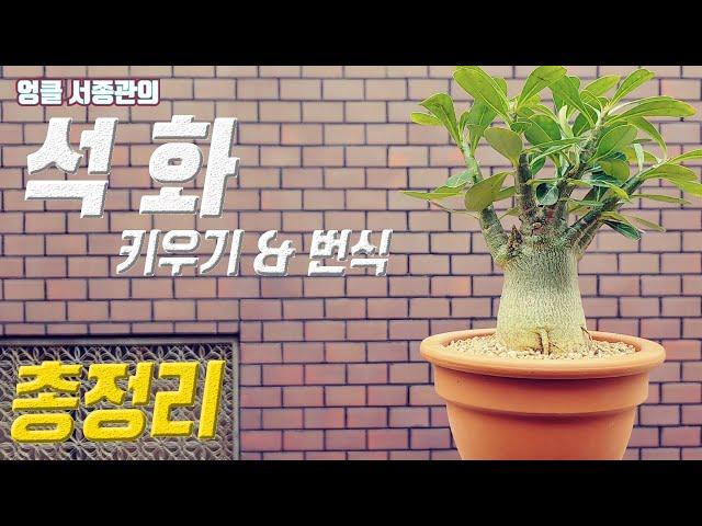 석화 키우기  아데니움 석화 번식  사막의 장미  Desert Rose care Adenium obesum