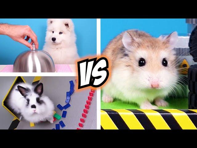 Most EXCITING FUN CHALLENGES for MAJOR HAMSTER and ANIMALS