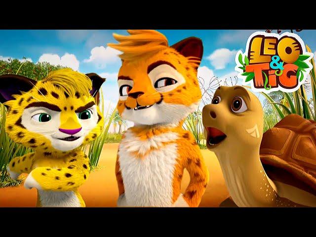 Leo and Tig - The Best Runner  Cartoon for kids Kedoo Toons TV