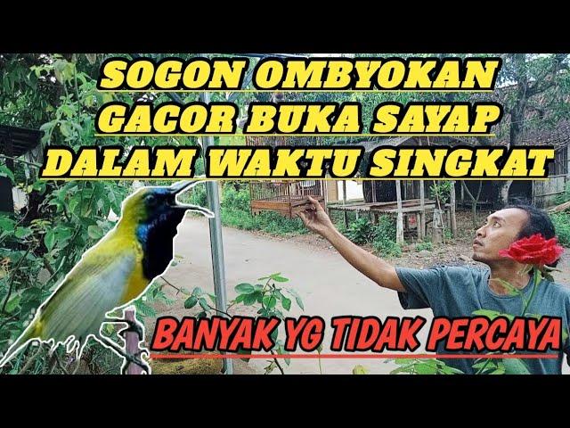 BUKTIKAN!!Kupas Tuntas Settingan Perawatan Sogon Bahan Ombyokan Cepat Gacor