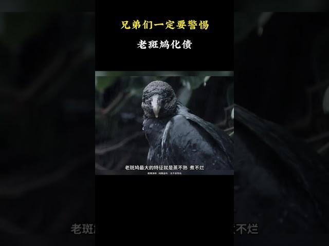 兄弟们一定要警惕老斑鸠化债 #名場面 #離譜操作 #雜談