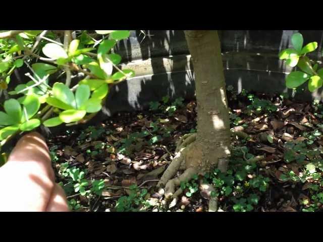 Introduction to Black Olive Bonsai by Jason of Schley's Bonsai and Supplies