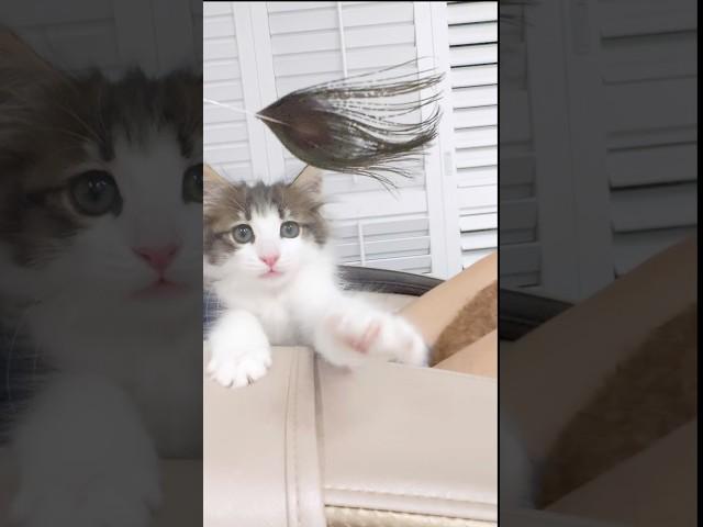 첫날이다!신난다 #고양이첫날  #노르웨이숲고양이   # NORWEGIAN FOREST CAT #별이 #첼로레이