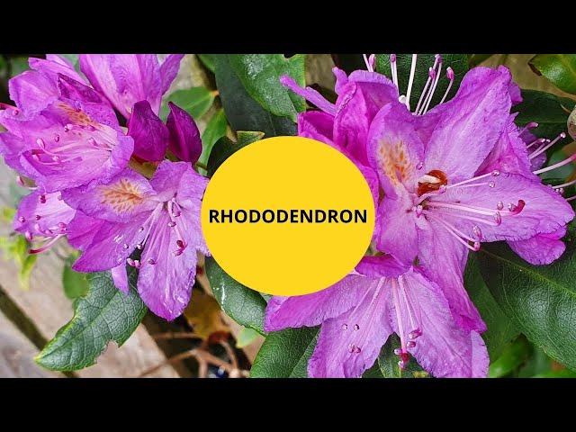 Curiozitati si informatii despre Rhododendron, o planta cu flori superbe