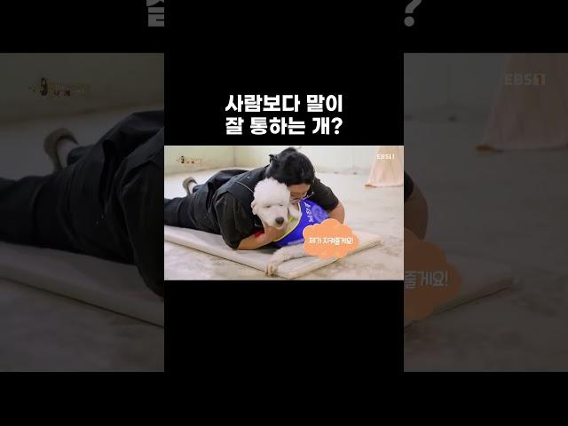 눈치백단 똑똑한 강아지들 #shorts