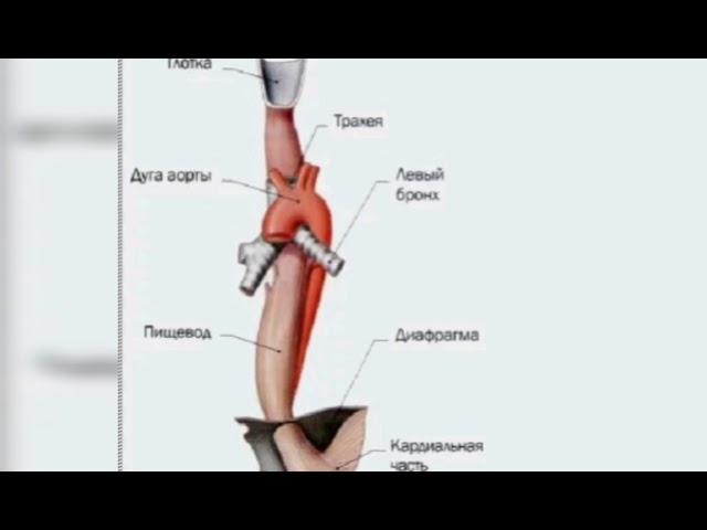 Анатомия Пищевода/АНАТОМИЯ ПИЩЕВОДА