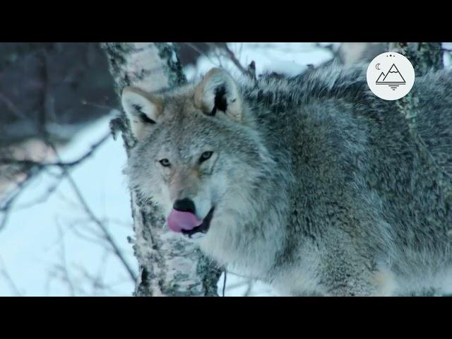 Неизведанная Европа Альпы - 1 серия