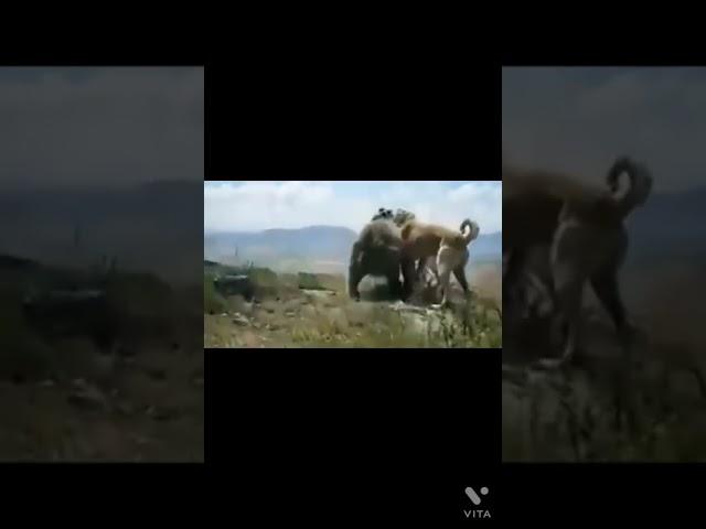 캉갈을 일반개로 알던 불곰의 최후. Kangal faces off bear.