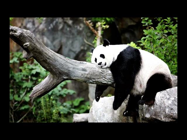 Dmitry Orekhov - Panda 02. Music for contemporary dance perfomance "I'm Panda"