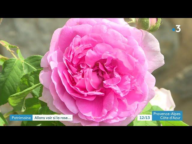 Le jardin de l'abbaye de Valsaintes voit la vie en rose (Alpes de Haute Provence)