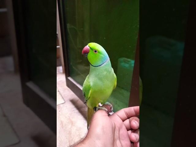 #parrot #talkingparot #birds #nonstoptalkingparrot #talkingparrot #mithukibatain