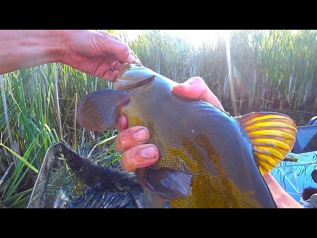 A LARGE TENCH LAYS OUT A FLOAT!!! Fishing in summer with a fishing rod