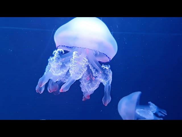 Ubur-ubur jellyfish Free video no watermark HD 4K