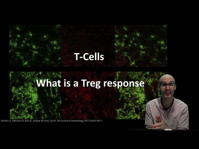 What does a regulatory T cell (Treg) do?