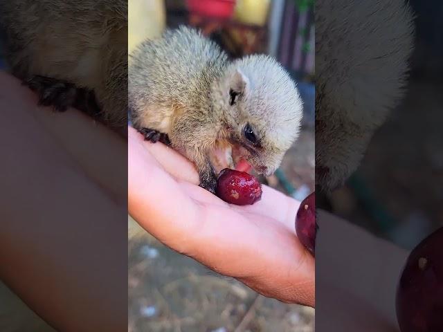 Eat the fruit on my hand/1 #animallovers #wildlifelovers #mypet #shortvideo #shorts