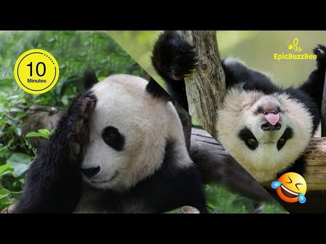 Funny PANDA Video Compilation | 10 Mins of Panda Cuteness