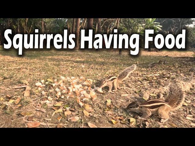 What Happens When Squirrels Having Food in the Nature